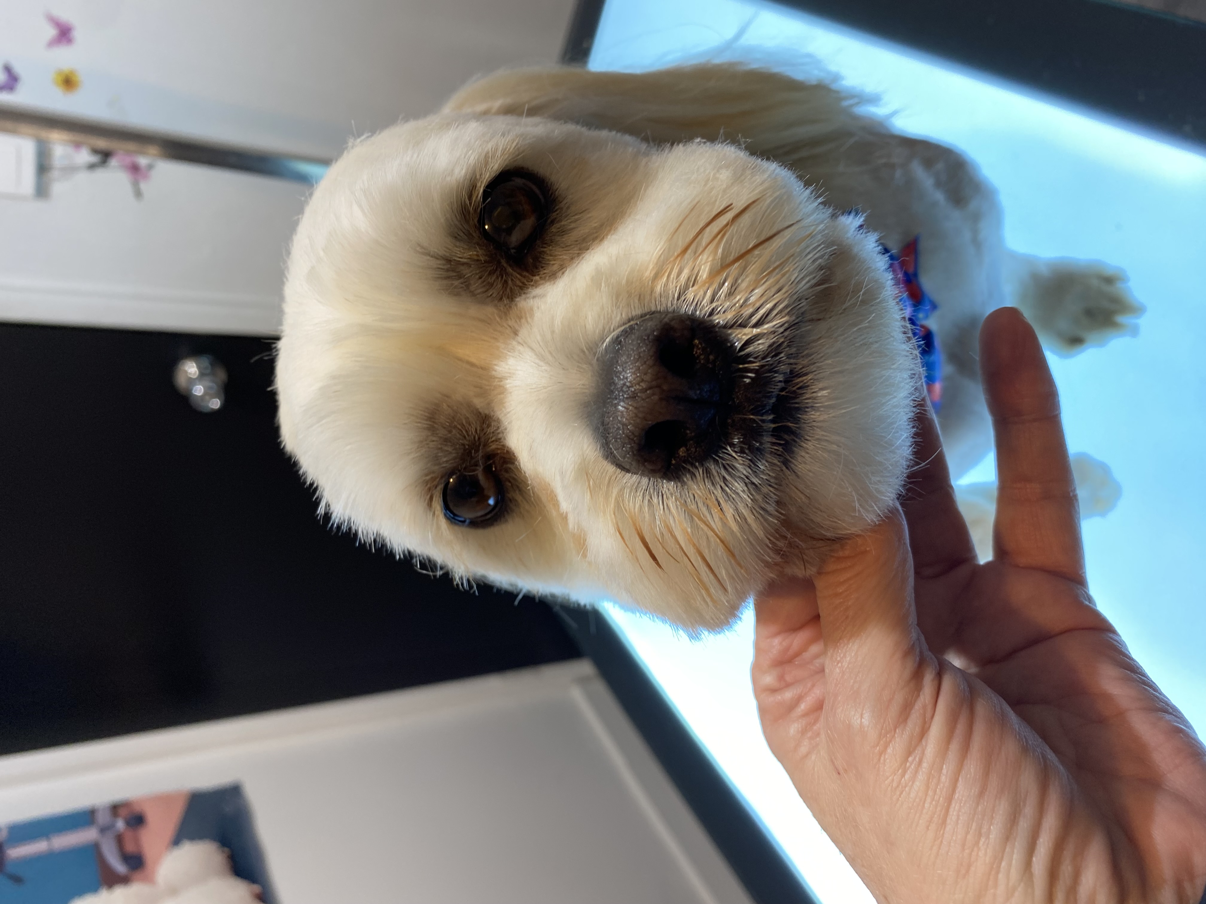 Sweet AZ Dog Grooming — gallery photo