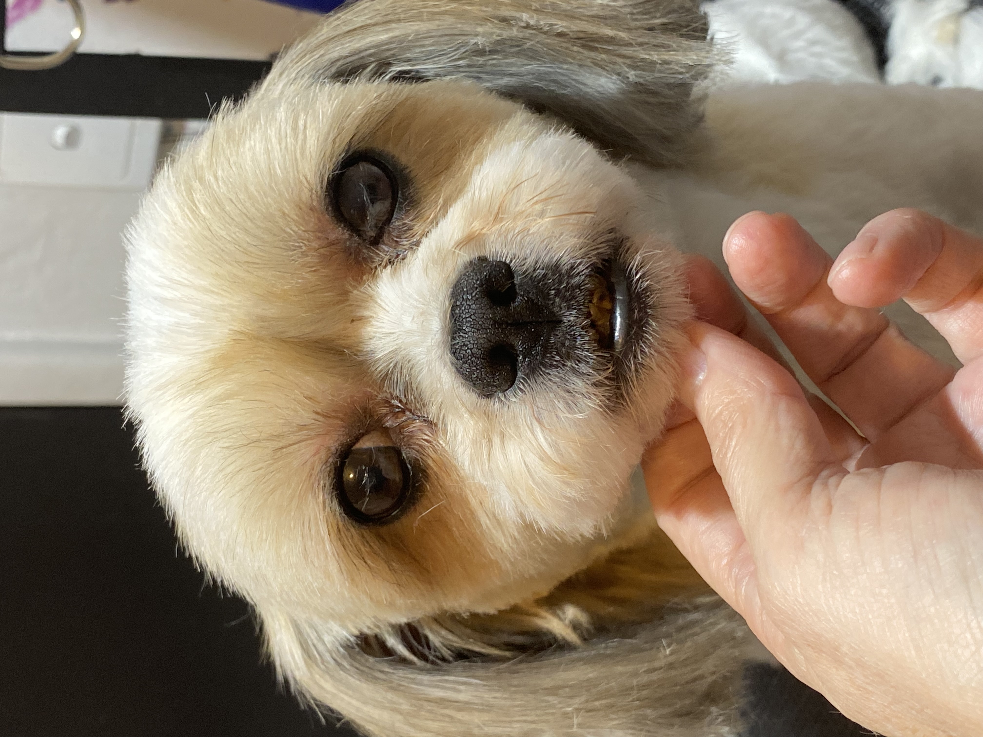 Sweet AZ Dog Grooming — gallery photo