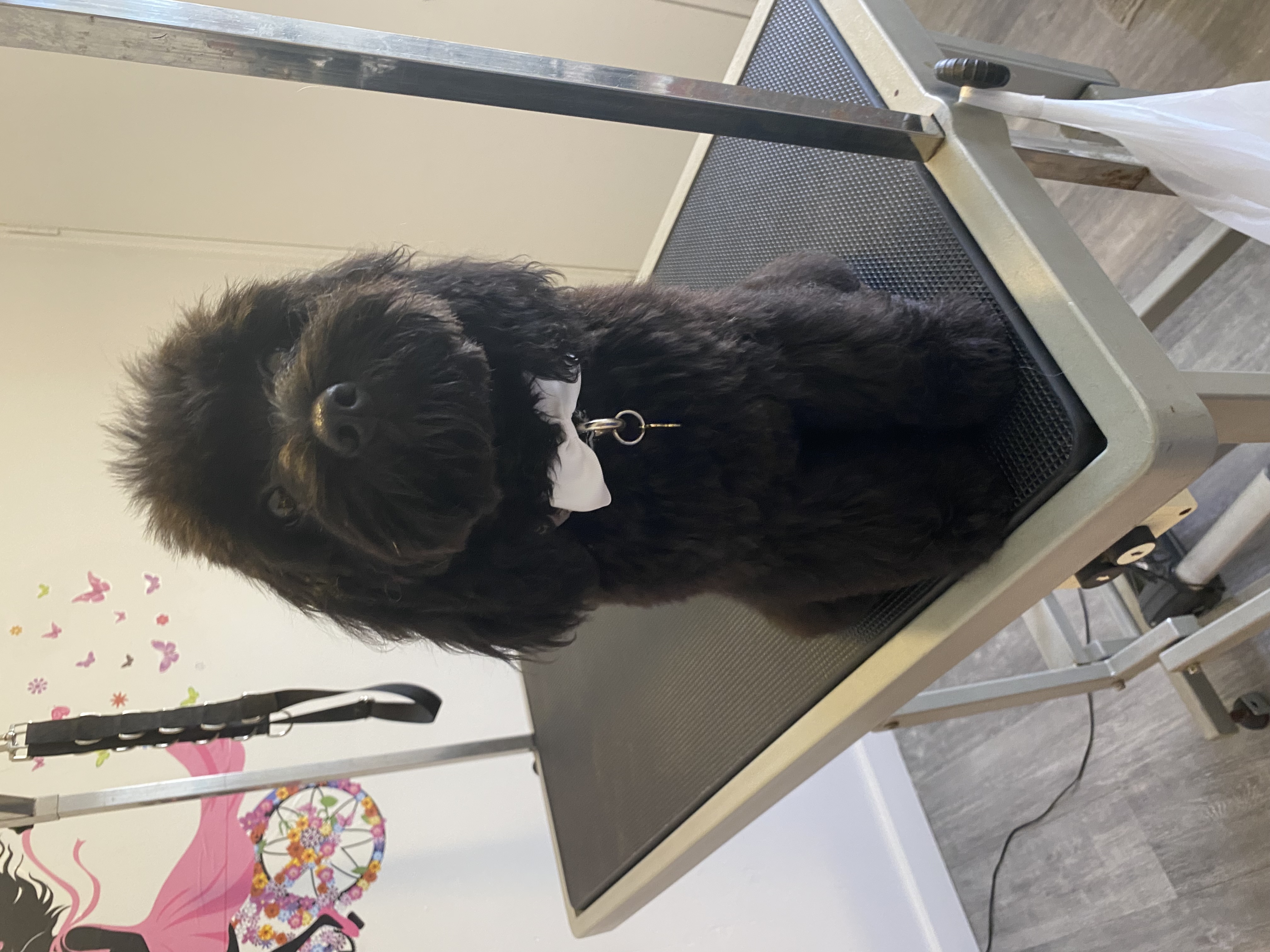Sweet AZ Dog Grooming — gallery photo