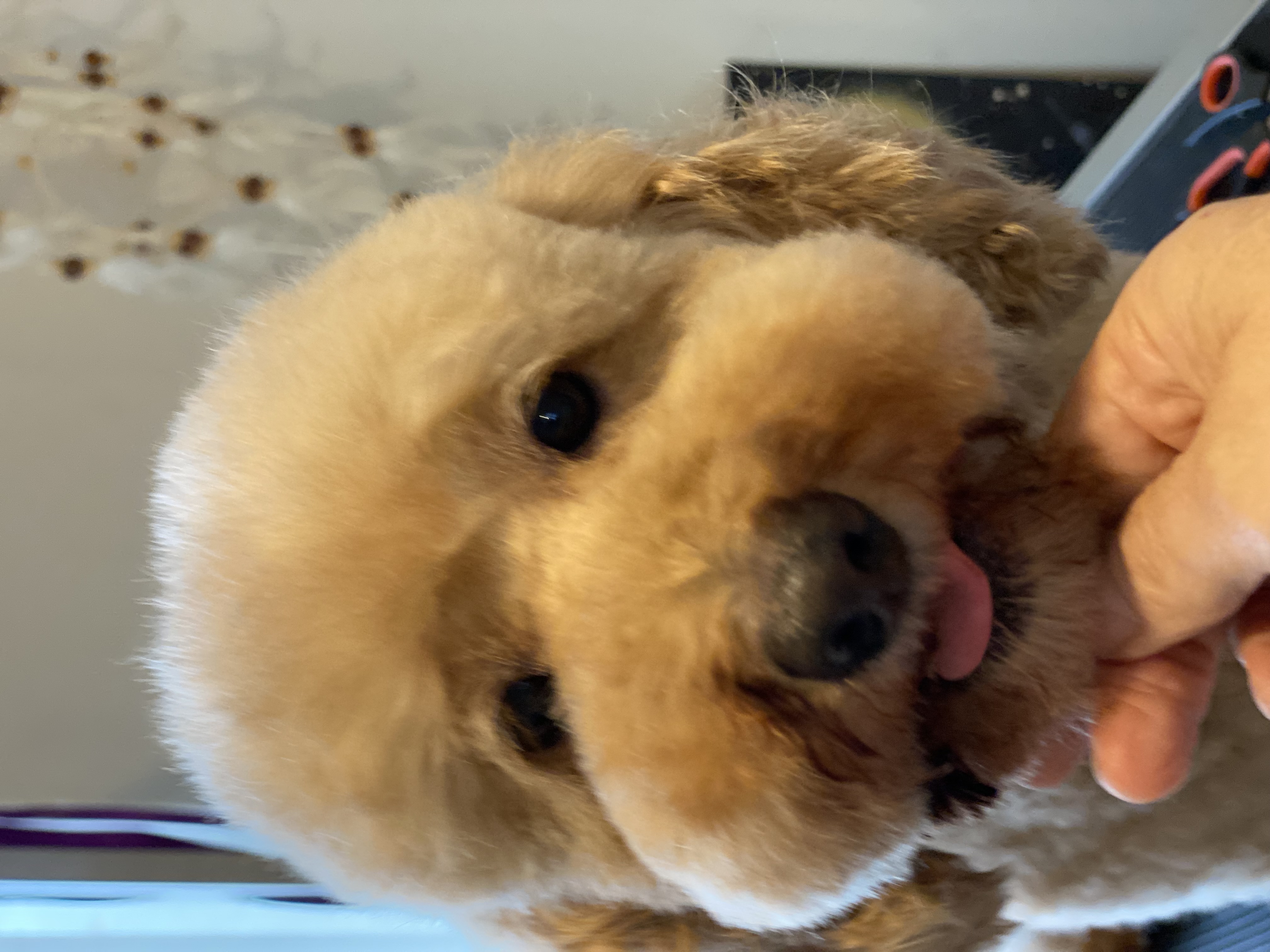 Sweet AZ Dog Grooming — gallery photo