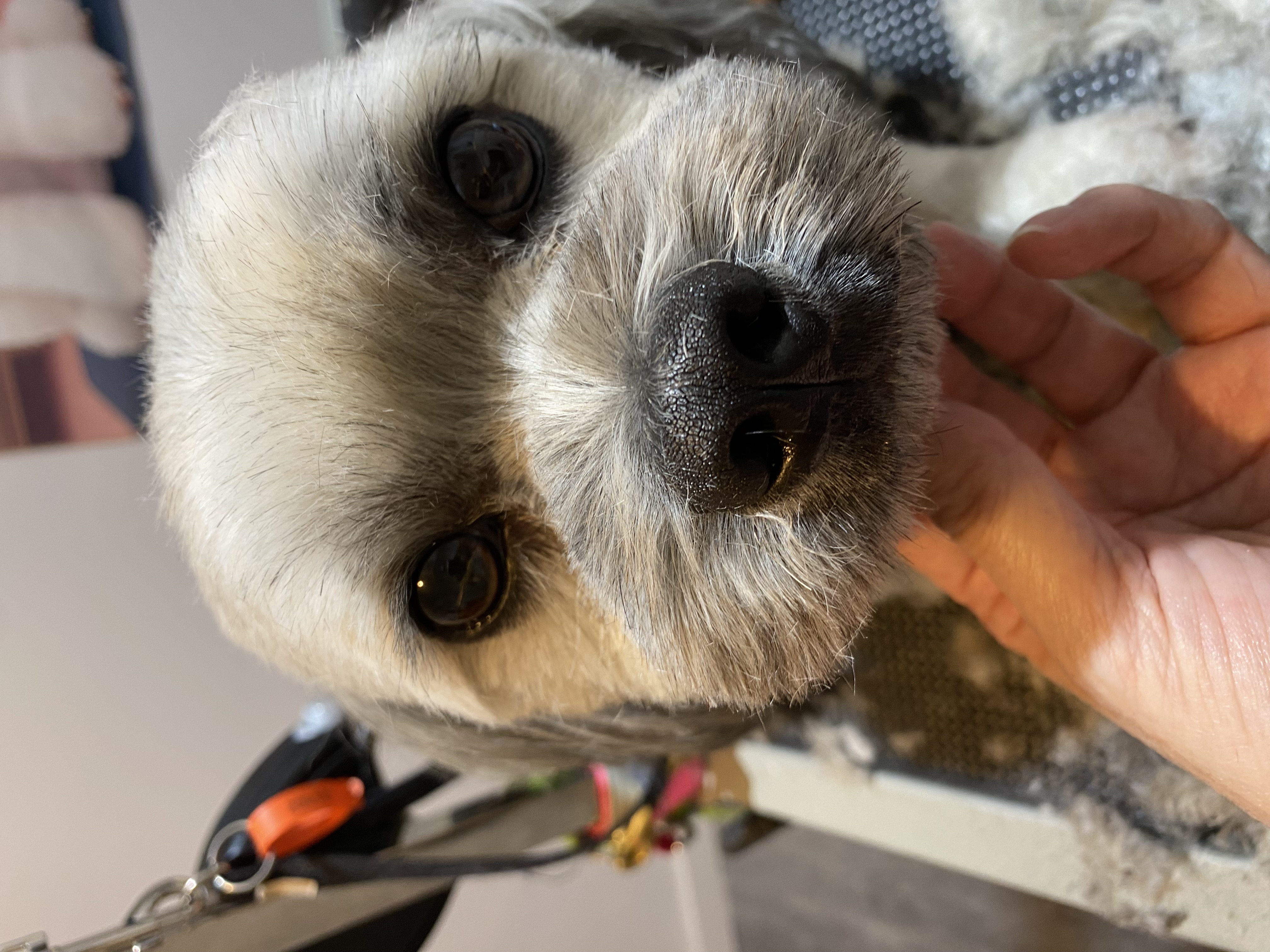 Sweet AZ Dog Grooming — gallery photo