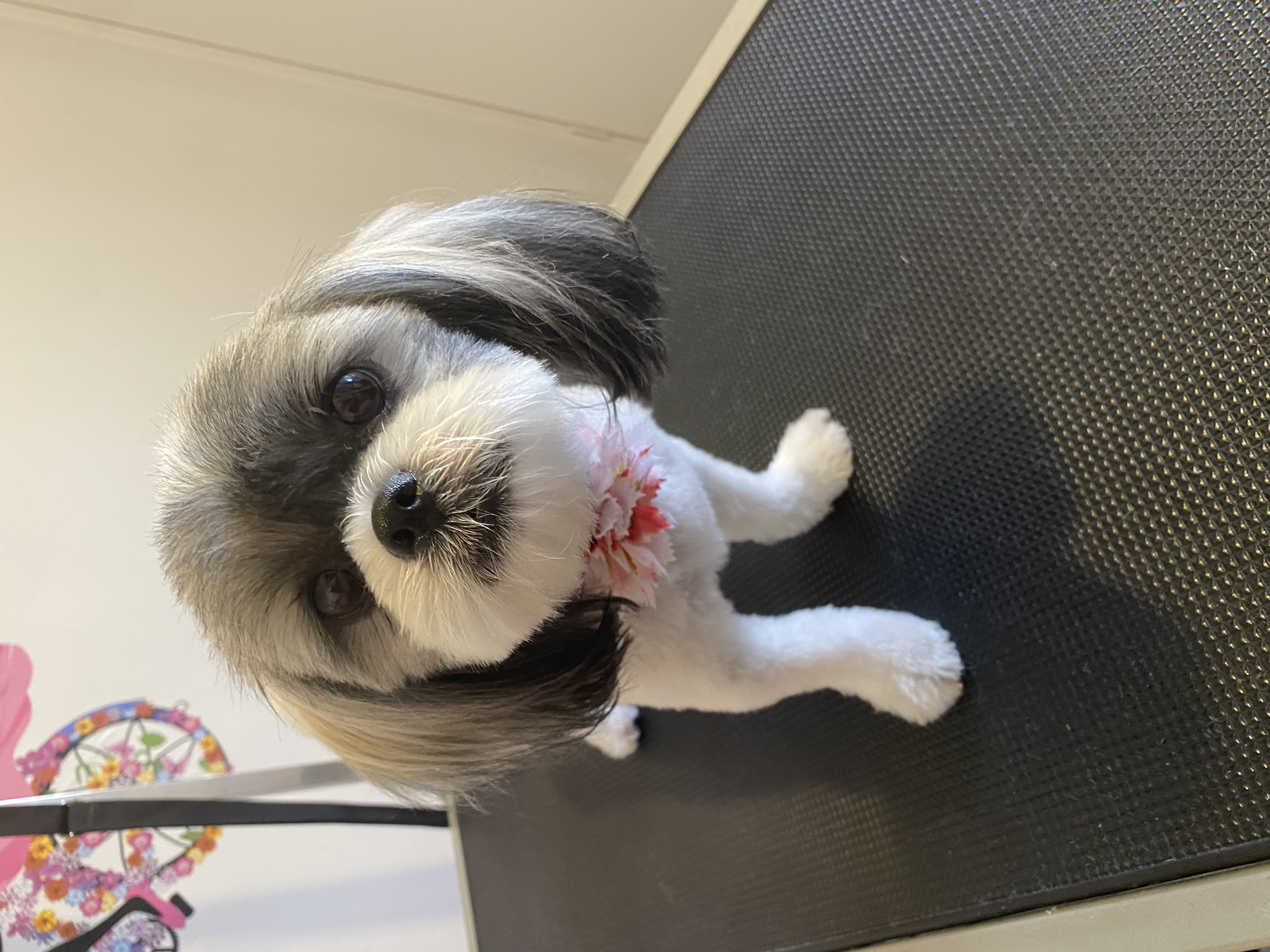 Sweet AZ Dog Grooming — gallery photo