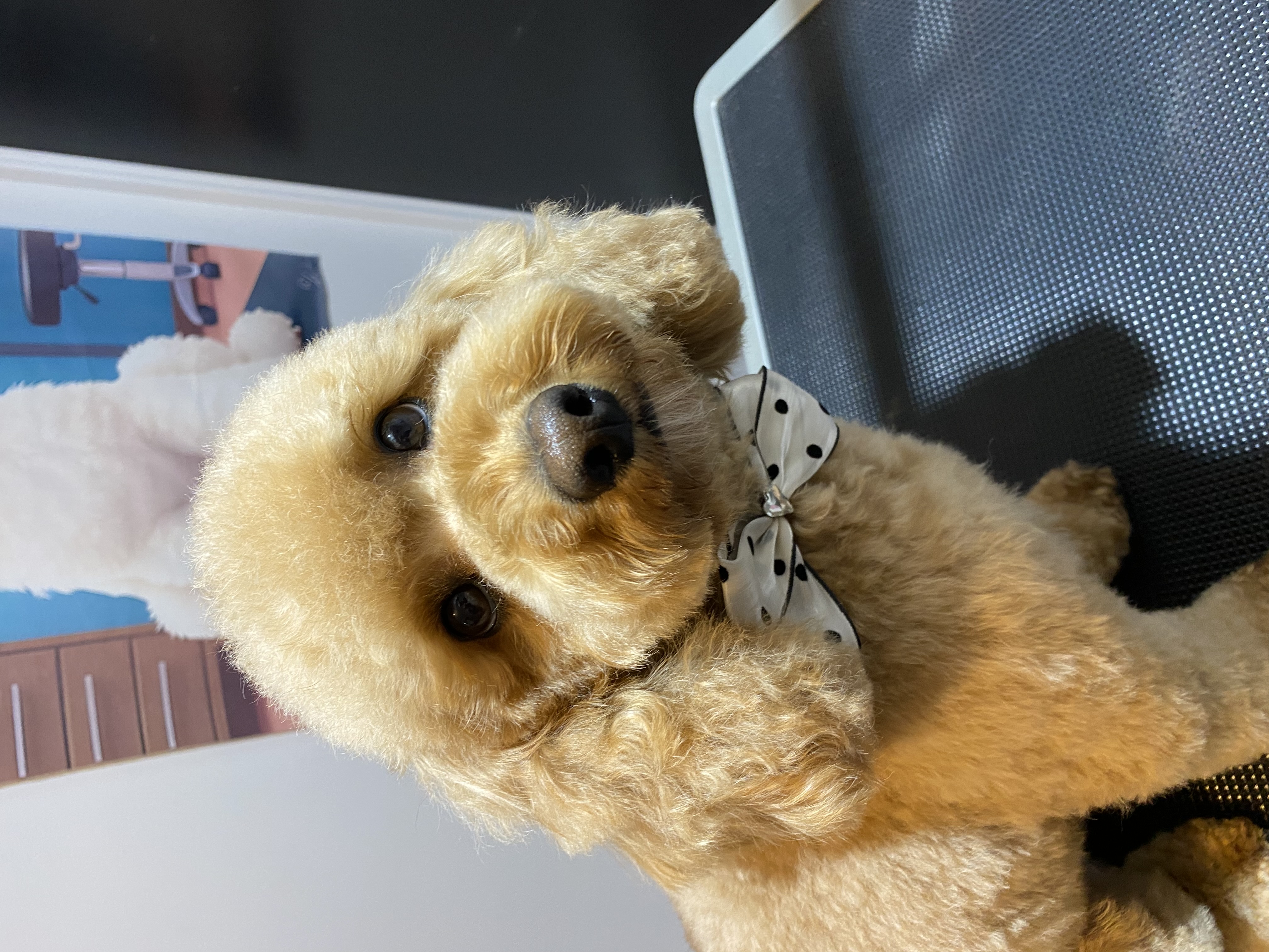 Sweet AZ Dog Grooming — gallery photo