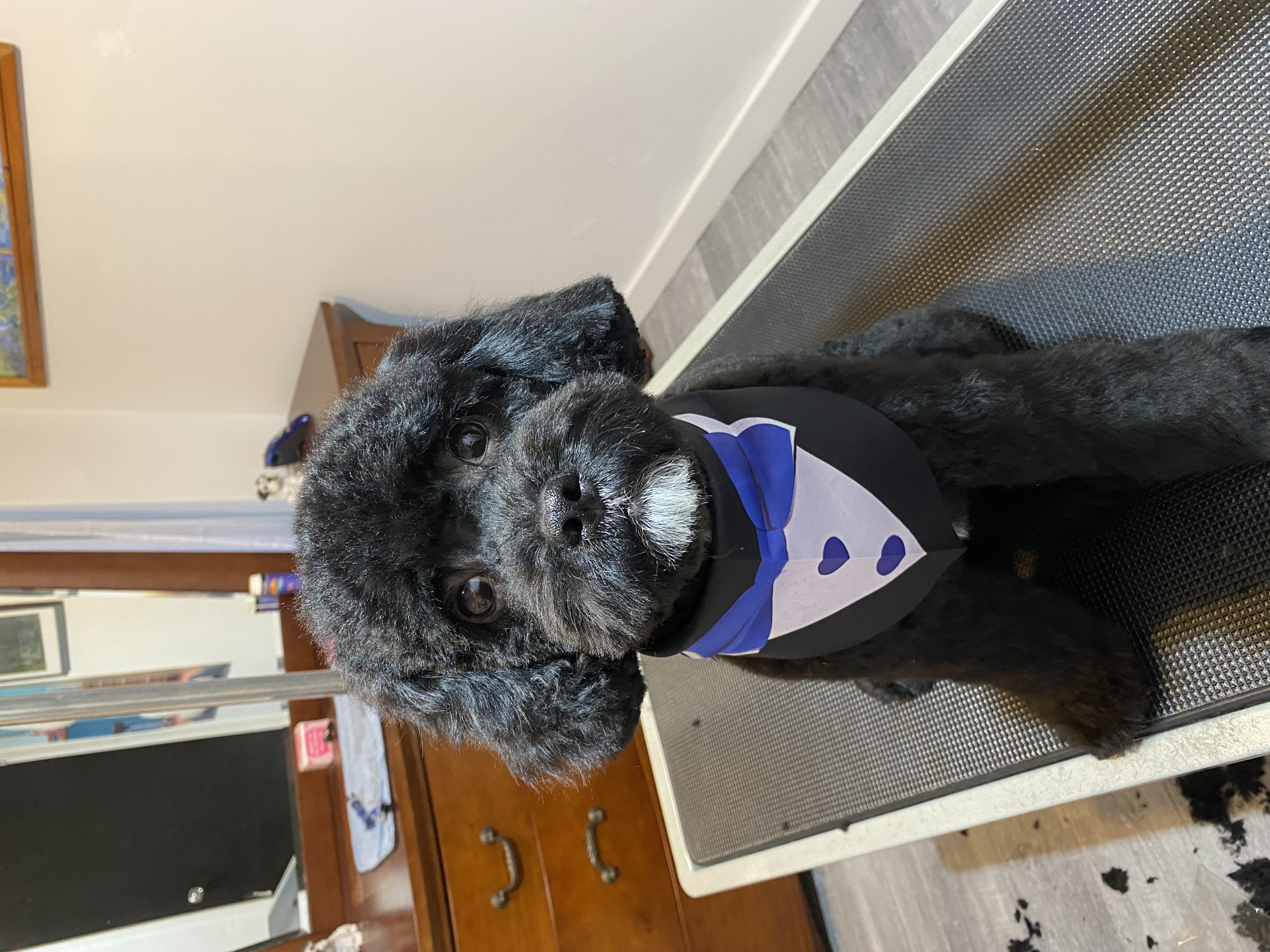Sweet AZ Dog Grooming — gallery photo