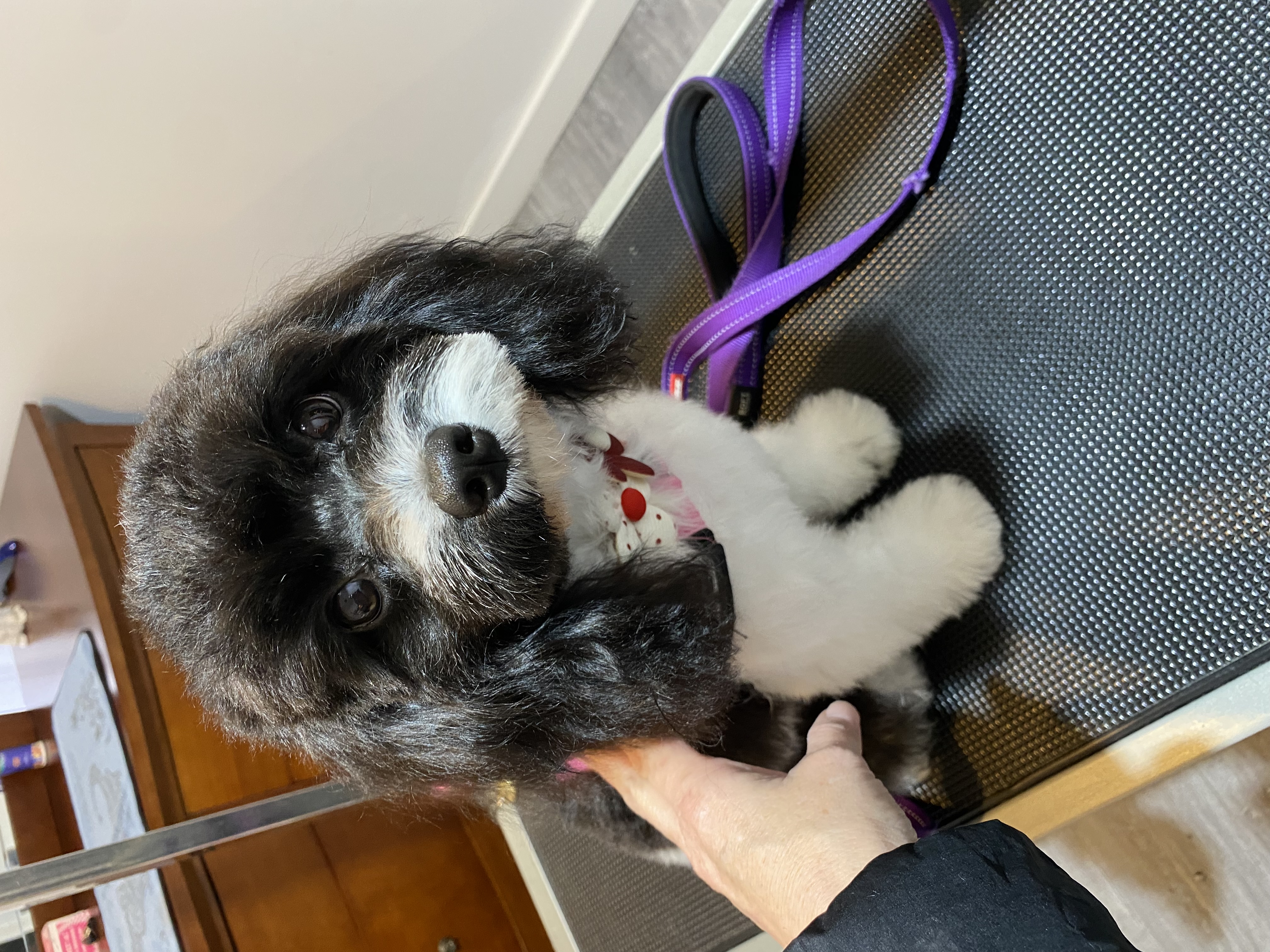 Sweet AZ Dog Grooming — gallery photo