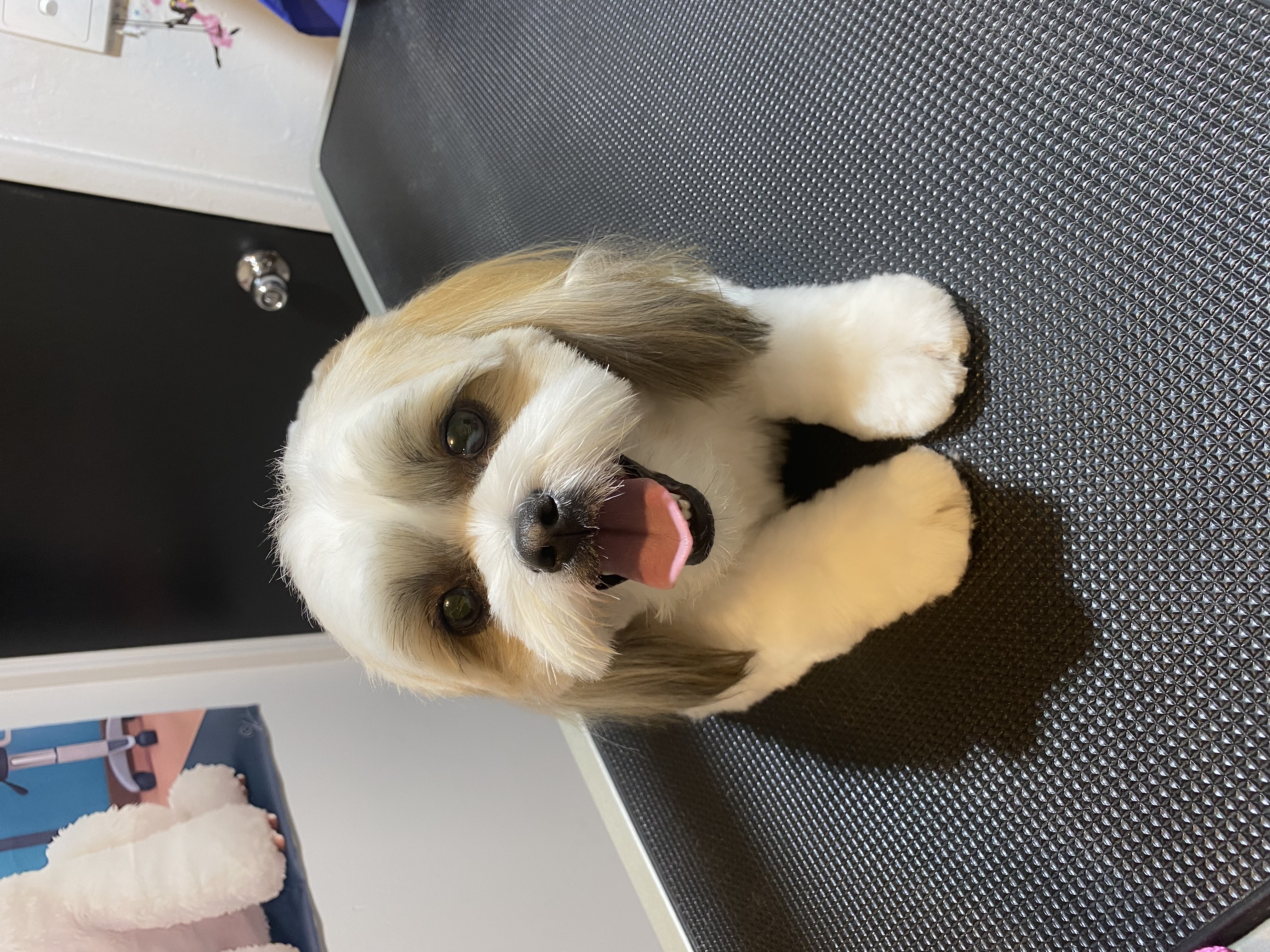 Sweet AZ Dog Grooming — gallery photo